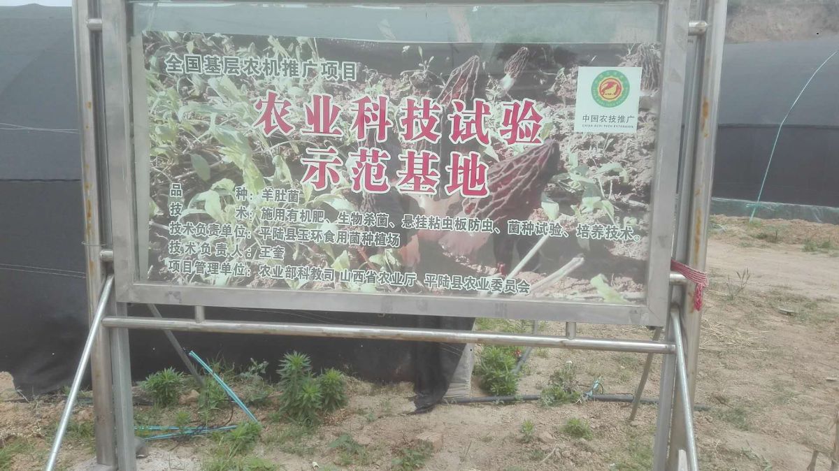 羊肚菌种植与推广