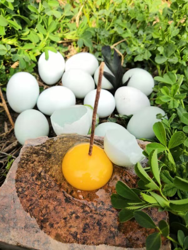 生态土鸡五黑鸡养殖