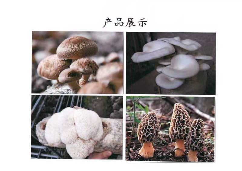 晋湾无公害食用菌加盟