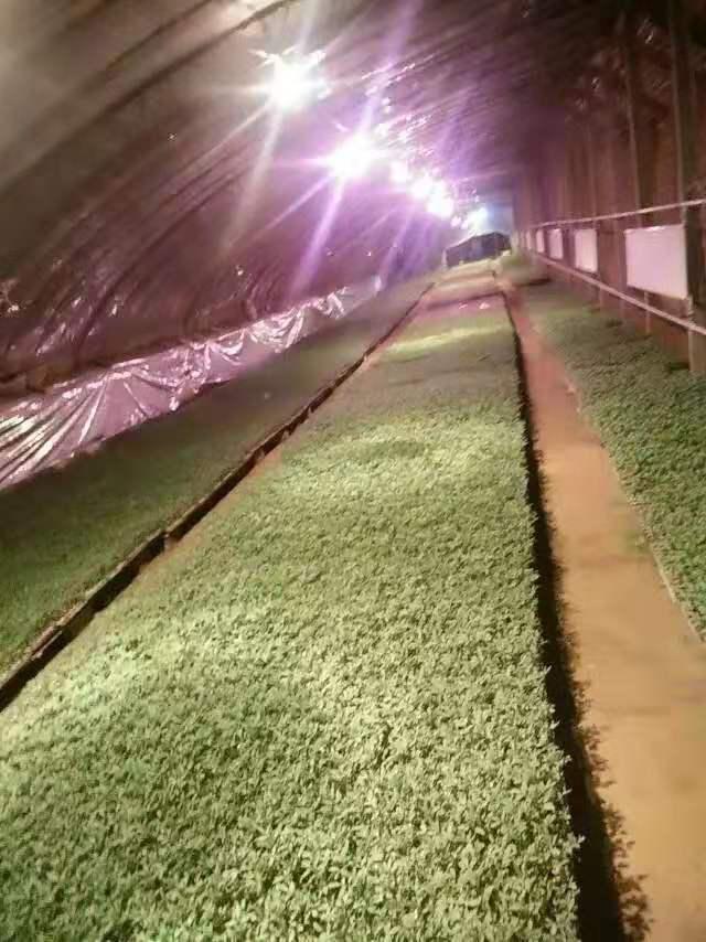 科技引领蔬菜产业发展