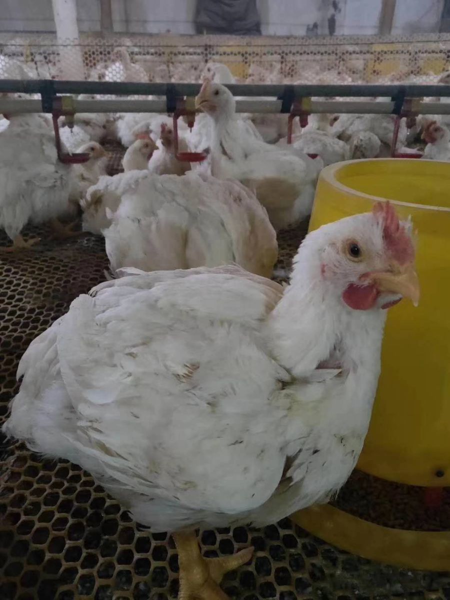 闻喜县后宫永田养鸡场