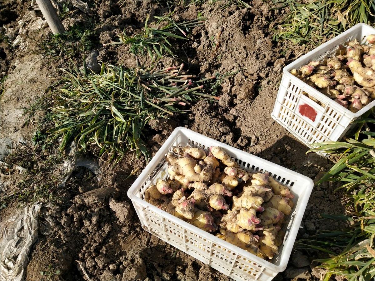 生姜种植与加工