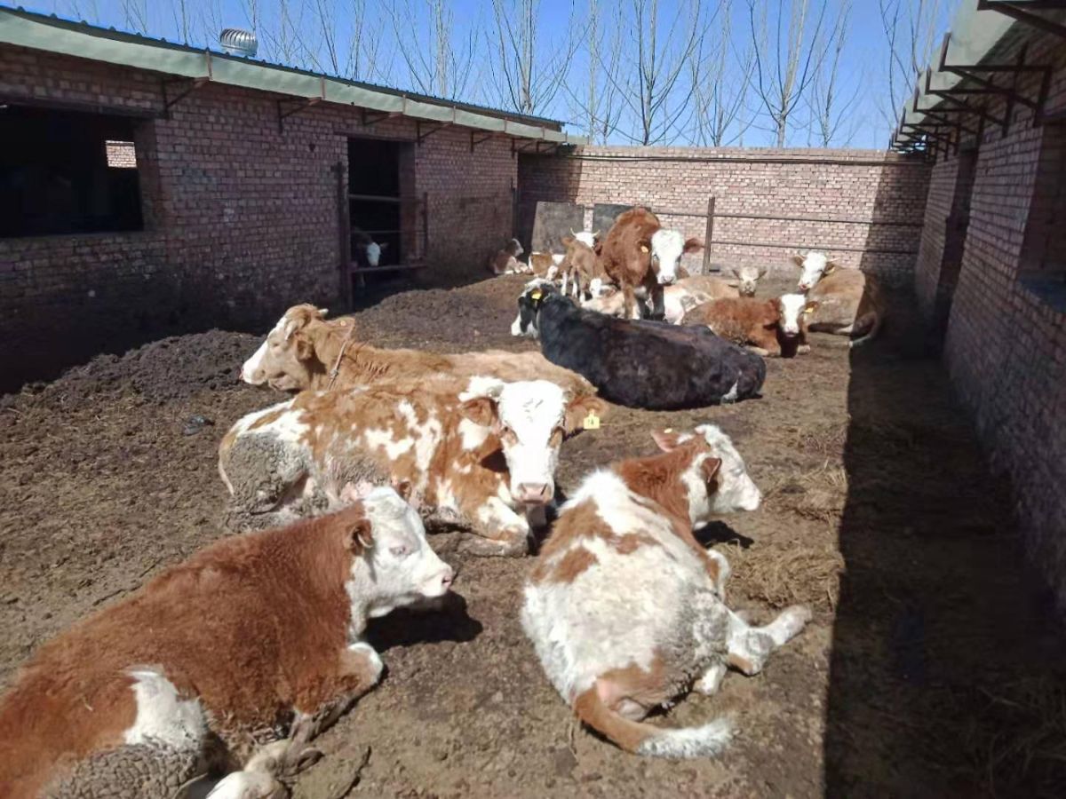 绛县犇康养殖专业合作社